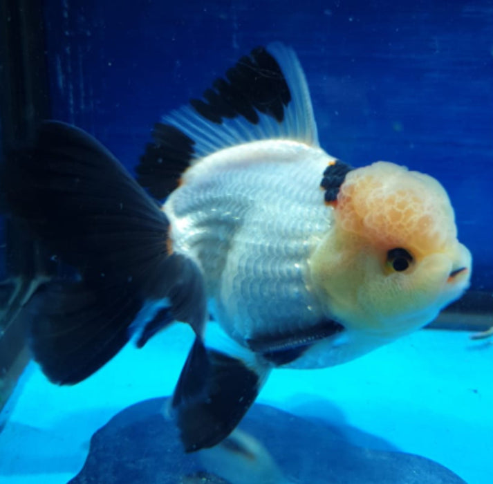 Live Fancy Goldfish Premium Select Our Choice MEDIUM SIZE BREED  PandaThai Oranda GROW UP TO 4-4.5'' BODY(CGF-045)