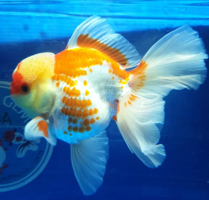 Live Fancy Goldfish Premium Select Our Choice MEDIUM SIZE BREED  Red/White Color Thai Oranda GROW UP TO 4-4.5'' BODY(CGF-039)