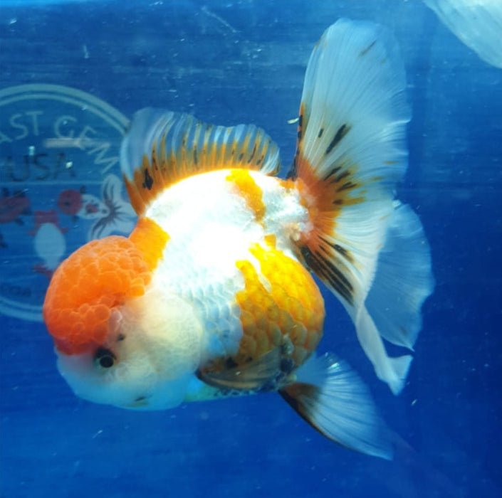 Live Fancy Goldfish Premium Select Our Choice MEDIUM SIZE BREED  Red/White Color Thai Oranda GROW UP TO 4-4.5'' BODY(CGF-039)