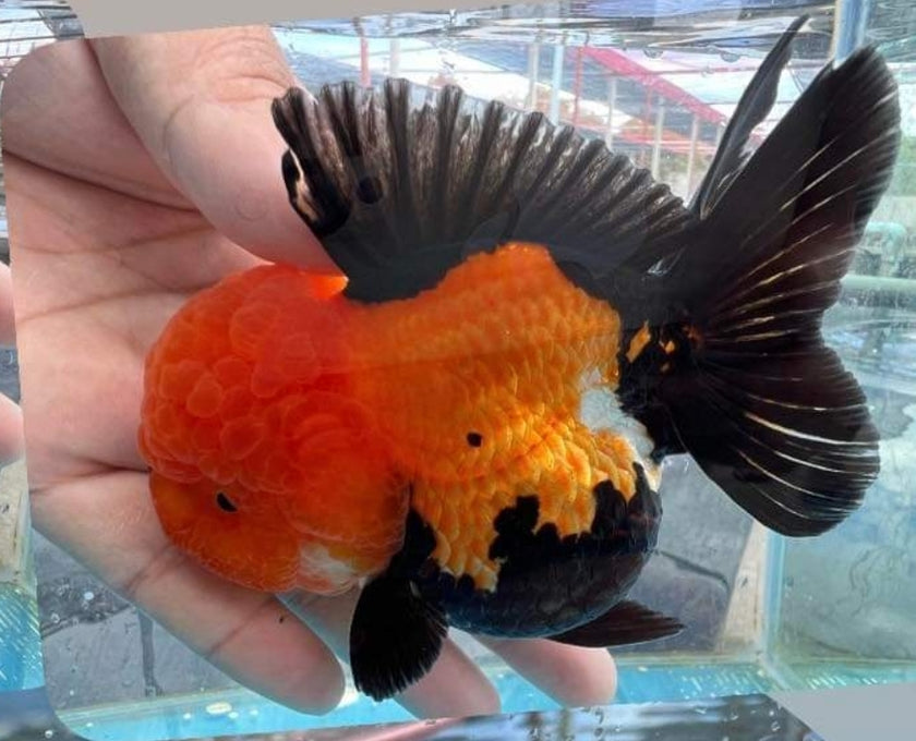 Live Fancy Goldfish Premium Select Our Choice Short Body SMALL BREED Special Color Apache Thai Oranda GROW UP TO 2.5-3.5'' BODY(CGF-036)