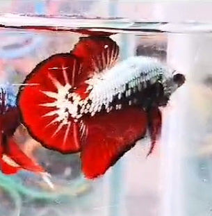 Live Freshwater Fancy Betta Male Dragon Red, Black, Red, Yellow, Platinum, Hellboy, Samurai, Snow(CBM-005-PK)