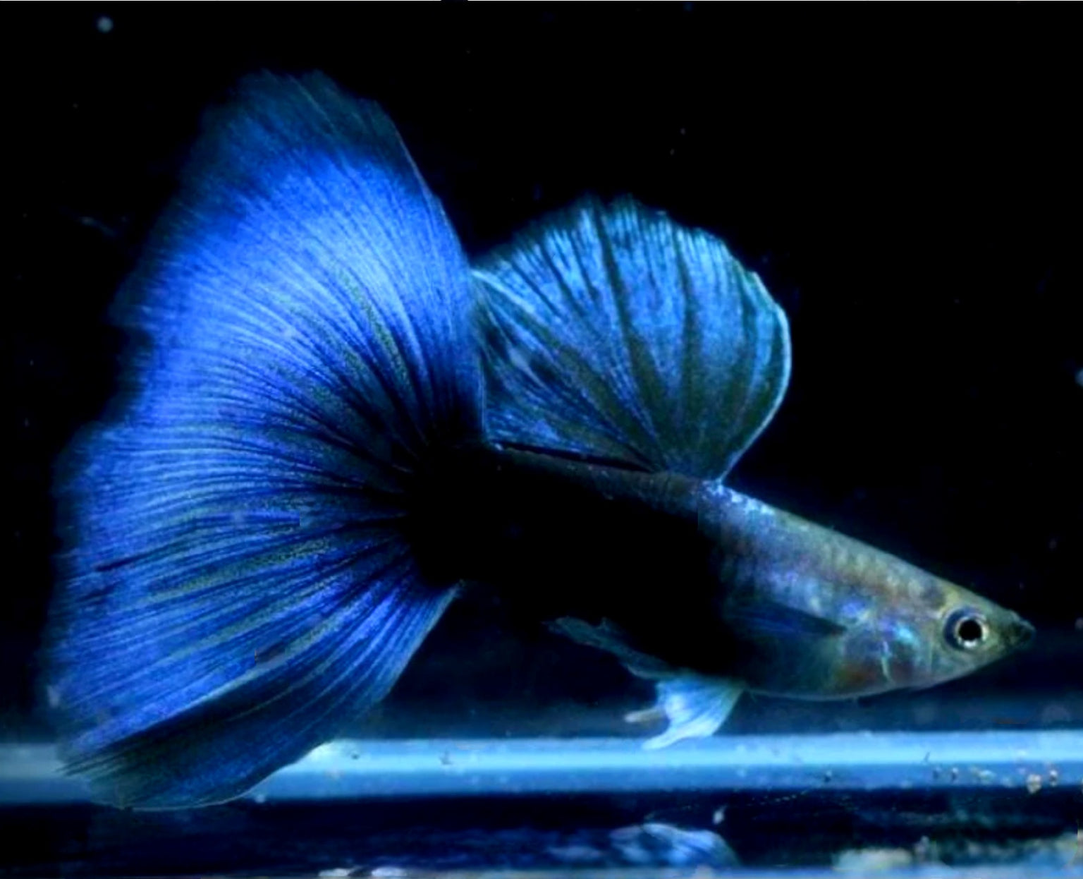 Show Grade Fancy Guppy Fish For Sale | Coast Gem USA