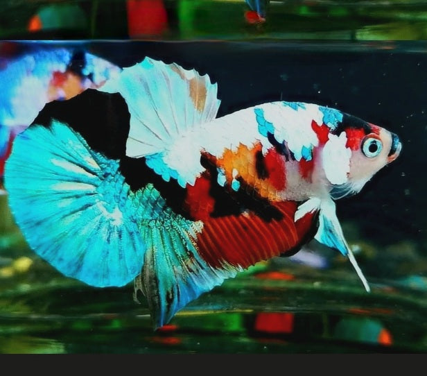 Live Freshwater Betta Males Premium Plakat Male Betta Plakat Black Koi (CBM-1070)Our Choice BUY 4 GET 1 FREE! MIX & MATCH