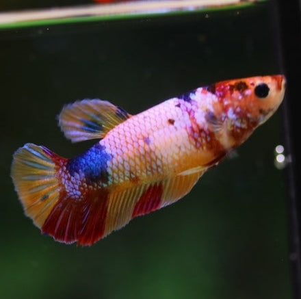 Female Betta Fish Candy Koi Galaxy Plakat BUY 4 GET 1 FREE! Our Choice Group (CBG-001-CA)