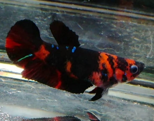 Female Betta Fish Black Koi Galaxy Plakat BUY 4 GET 1 FREE! Our Choice Group (CBG-001-BL)