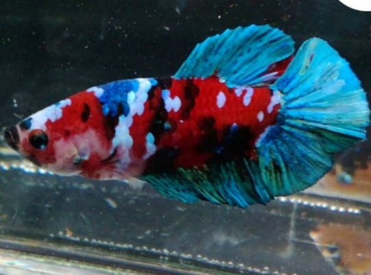 Live Freshwater Betta Female Mixed Plakat Koi, Nemo, Candy, Galaxy Buy 4 Get 1 Free $60,  Buy 1 for $15 (CBG-001) R4B04, R4C01, R4C04