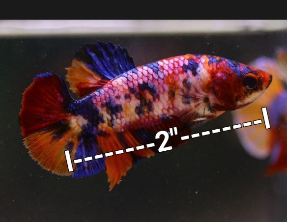 (CBG-111) 2" and up Giant Pink Candy Plakat Female Betta