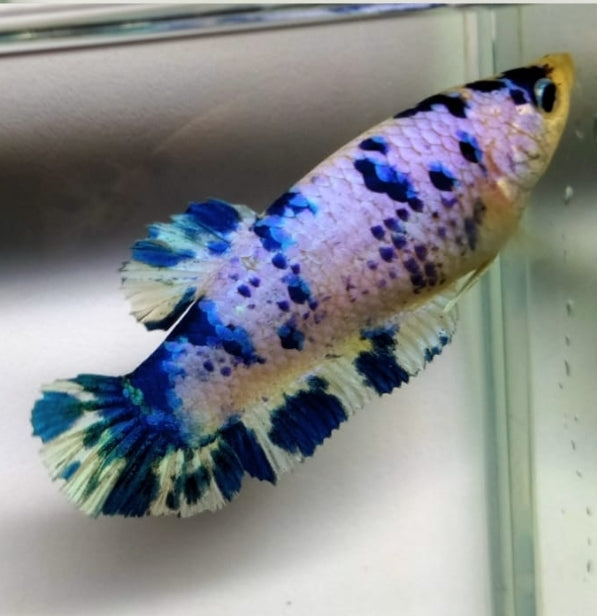 (CBG-105) 2" and Up Giant Blue Marble Female Betta