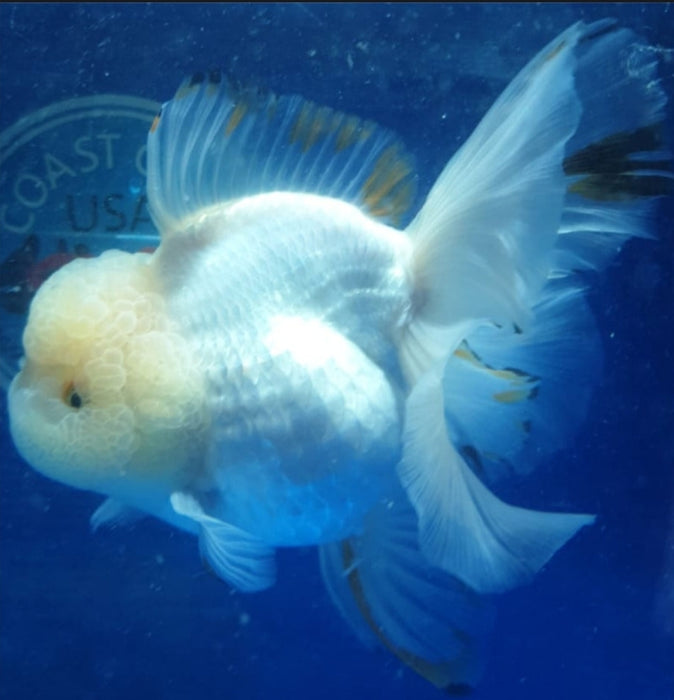 Live Fancy Goldfish Premium Select Our Choice Short Body SMALL BREED Special Color Panda Thai Oranda GROW UP TO 2.5-3.5'' BODY(CGF-031)