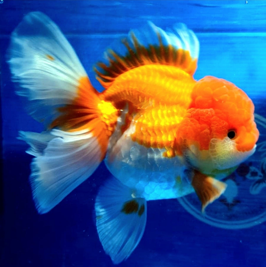 Aquarium Goldfish For Sale — Coast Gem USA