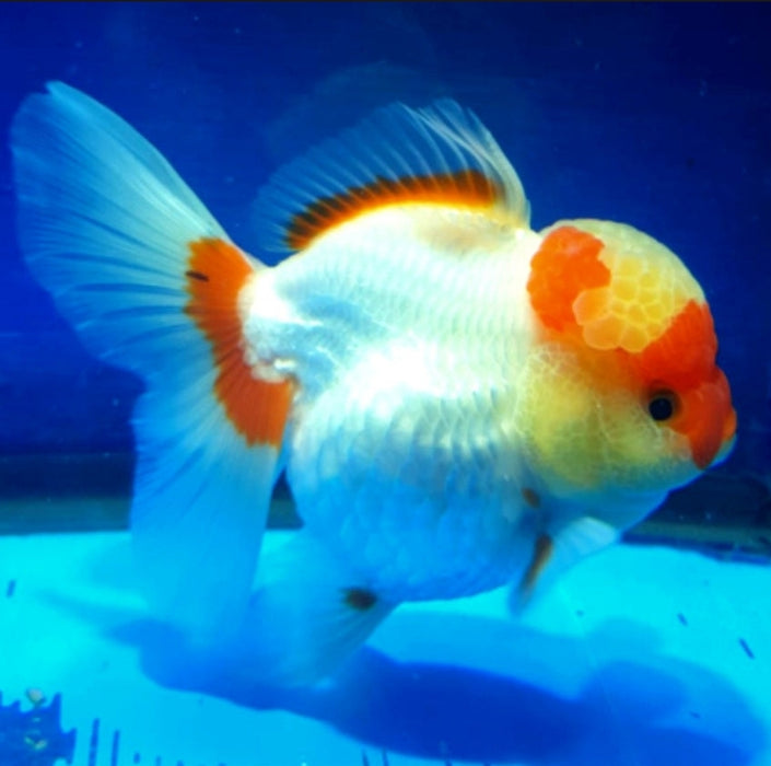 Live Fancy Goldfish Premium Select Our Choice Short Body SMALL BREED Red/White Thai Oranda GROW UP TO 2.5-3.5'' BODY (CGF-025)