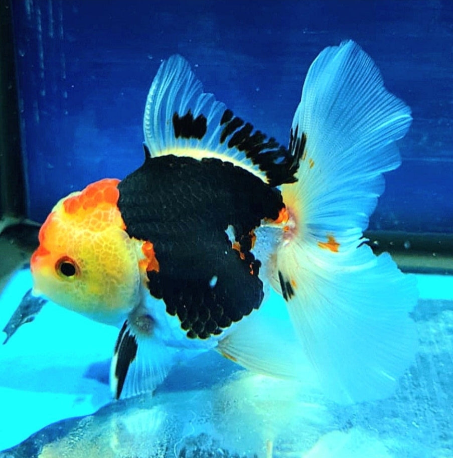 (CGF-038) Our Choice Mid Size BREED Special TRI Color Thai Oranda GROW UP TO 4-4.5'' BODY