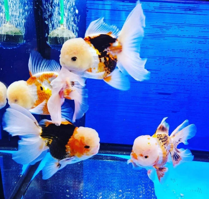 Live Fancy Goldfish Premium Select Our Choice MEDIUM SIZE BREED Special TRI Color Thai Oranda GROW UP TO 4-4.5'' BODY(CGF-038)