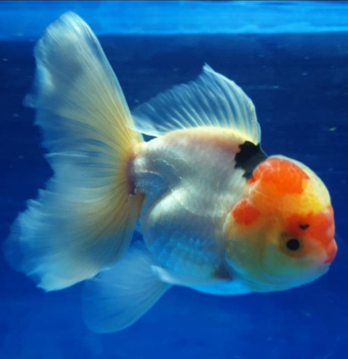 Live Fancy Goldfish Premium Select Our Choice MEDIUM SIZE BREED Special TRI Color Thai Oranda GROW UP TO 4-4.5'' BODY(CGF-038)