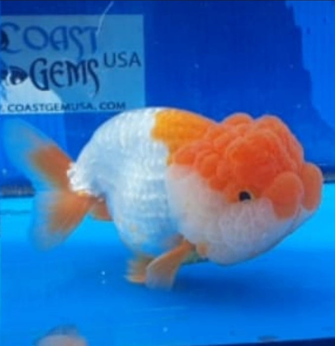 Live Fancy Goldfish Premium Select Our Choice Big Head Thai Lionchu White Tancho Grow up to Over 5'' BODY(CGF-075)