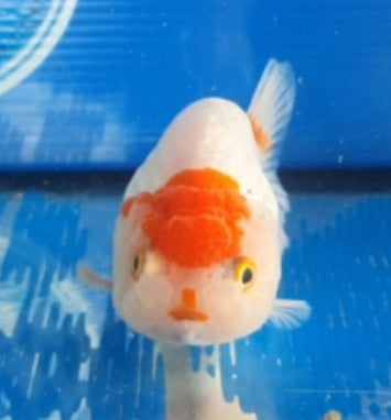 Live Fancy Goldfish Premium Select Our Choice Big Head Thai Lionchu White Tancho Grow up to Over 5'' BODY(CGF-075)