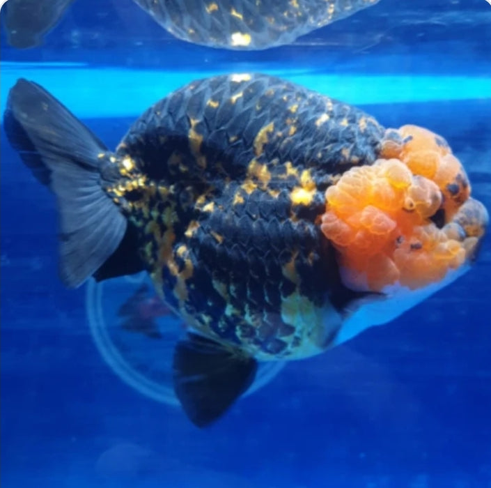 Live Fancy Goldfish Premium Select Our Choice Big Head Thai Lionchu Tiger Grow up to Over 5'' BODY(CGF-078)