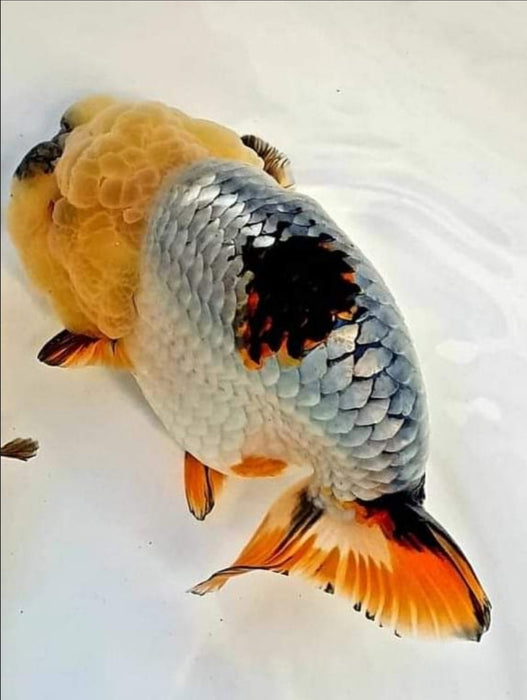 Live Fancy Goldfish Premium Select Our Choice Thai Hybrid Ranchu Big Structure/Giant TVR Special Tri Color Grow up to Over 6'' BODY(CGF-083)