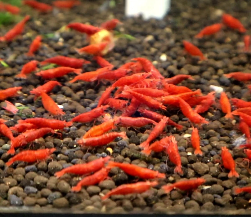 Live Freshwater Aquarium Fancy Bloody Mary Shrimp Premium Quality 5/$35, 10/$65, 20/$120 (Neocaridina sp.)(FS-010)