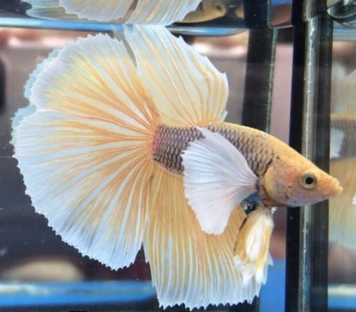 Yellow Pineapple Halfmoon Rosetail Dumbo Male Betta