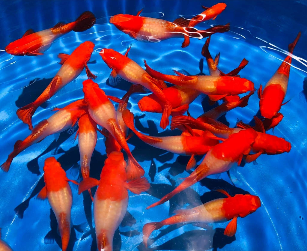 Live Koi Fish for Sale, Quality Choice Koi