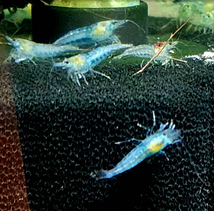 Live Freshwater Aquarium Premium Blue Jelly Shrimp 5/$18, 10/$30, 20/$50 (FS-14)U181, U179