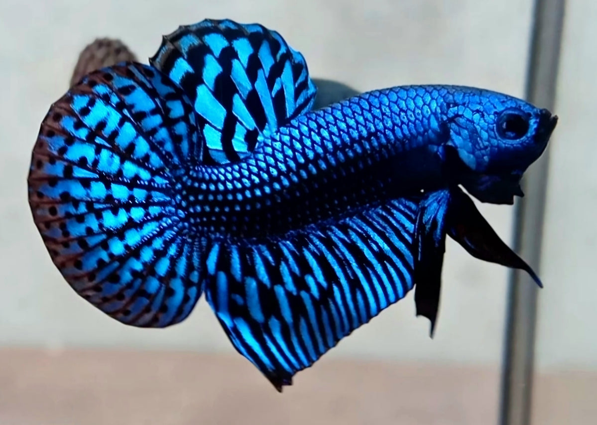 Betta Fish for Sale Plakat Bettas Fighting Fish HMPK Betta