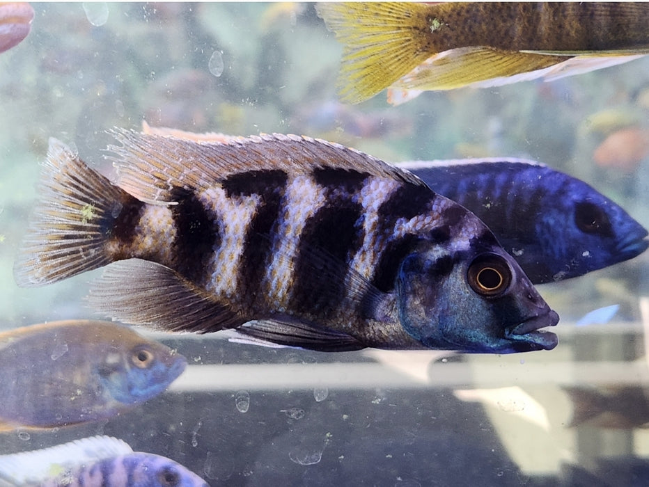 Live Fish African Cichlid Milimo Peacock (Aulonocara sp.) over 4.00 inch Male(CHD-038)