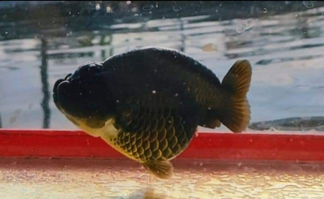 Live Fancy Goldfish Premium Select Our Choice Black Hybrid Ranchu (CGF)