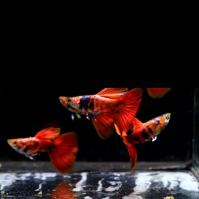 (CGP-127) Live Fancy Guppy Fish Premium Quality Black Red Tiger Guppy