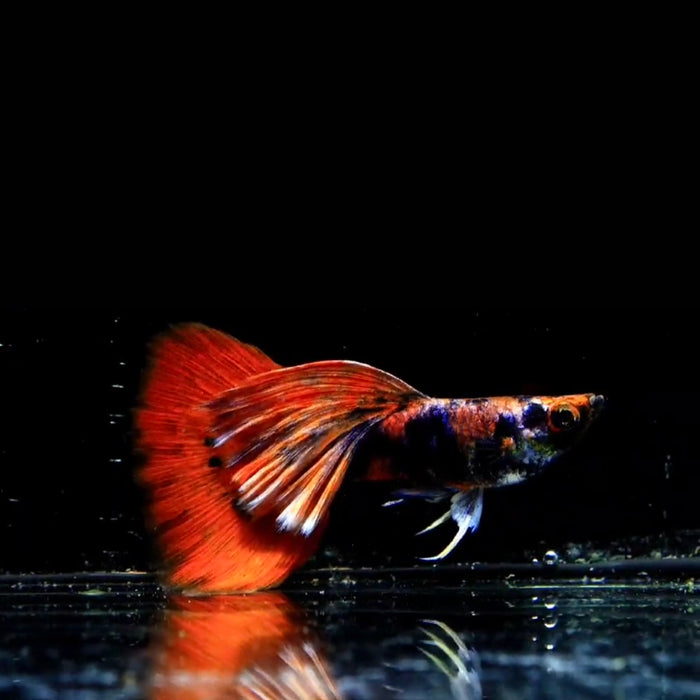 (CGP-127) Live Fancy Guppy Fish Premium Quality Black Red Tiger Guppy