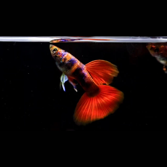 (CGP-127) Live Fancy Guppy Fish Premium Quality Black Red Tiger Guppy