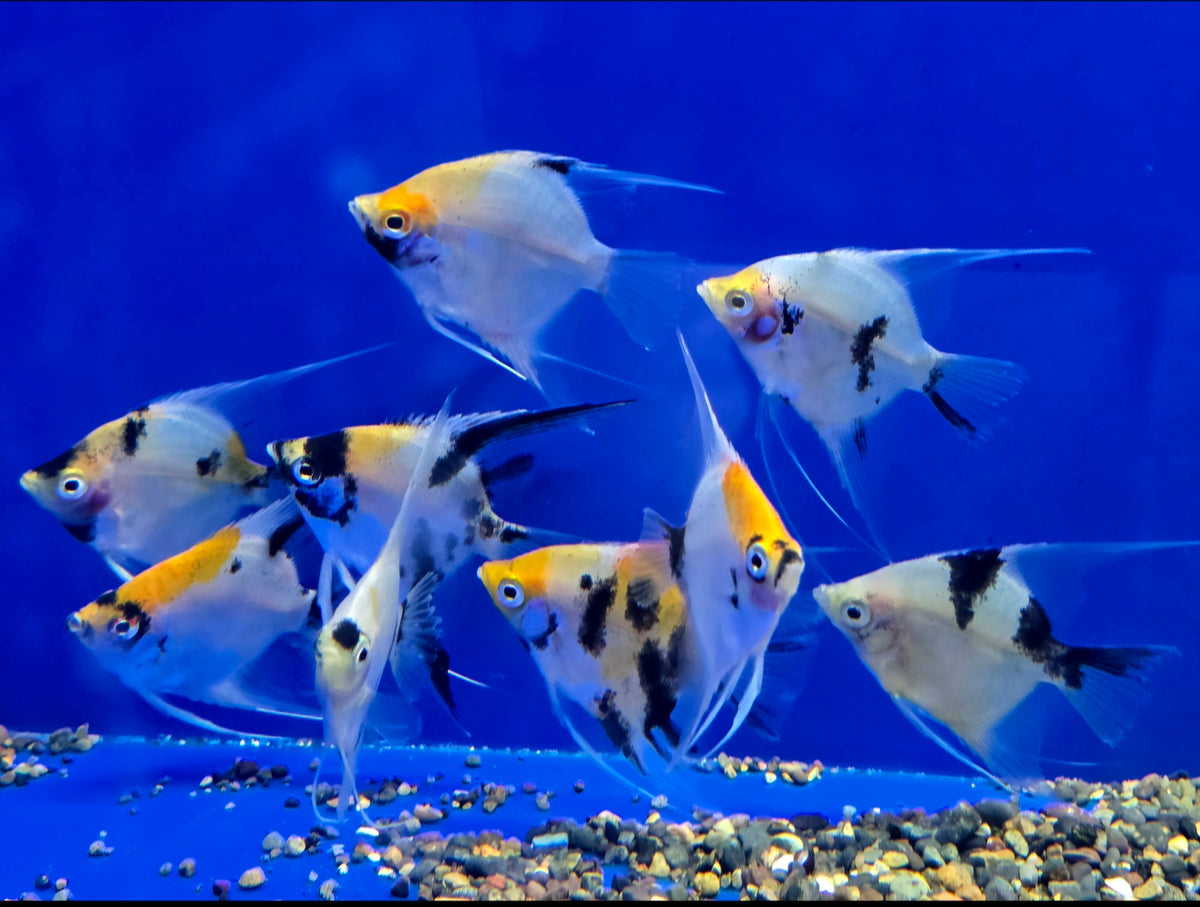 Live food for angelfish best sale