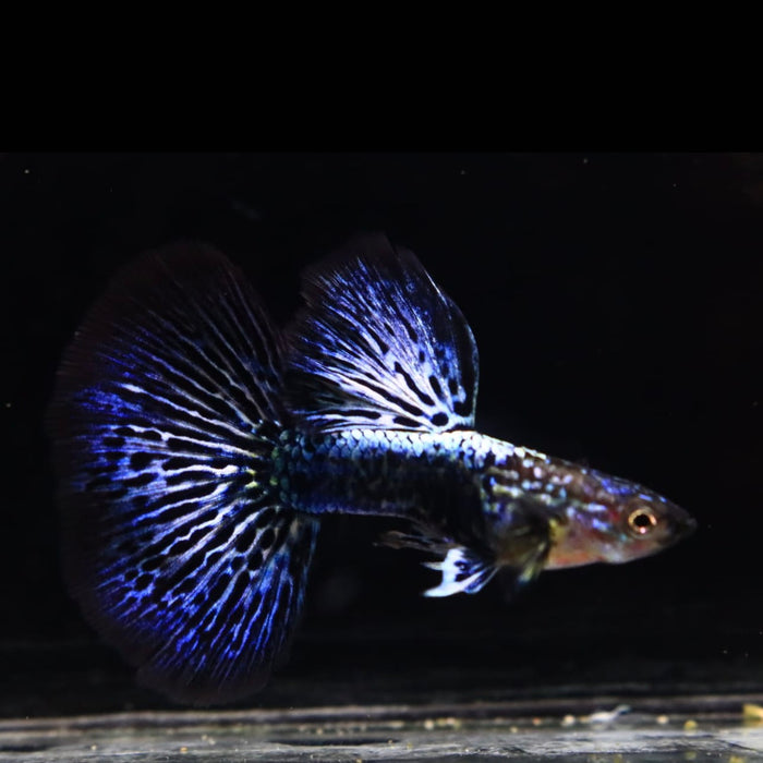 (CGP-133) Live Fancy Guppy Fish Blue Dragon Big Dorsal Halfmoon