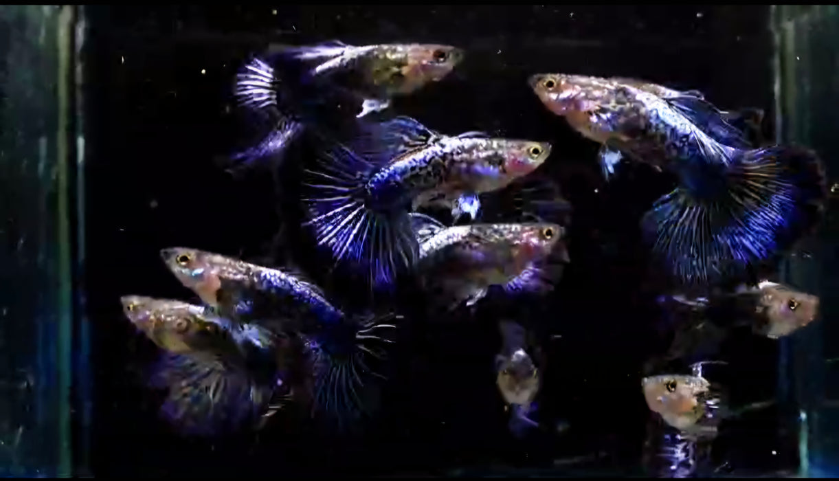 (CGP-133) Live Fancy Guppy Fish Blue Dragon Big Dorsal Halfmoon