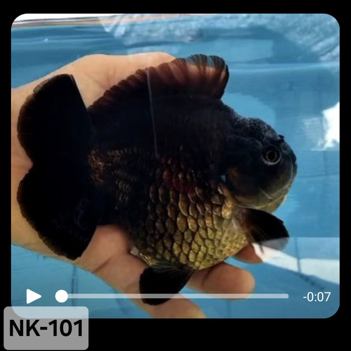 Thai Black Yuanbao Oranda 4.00 inch Body (NK-101)