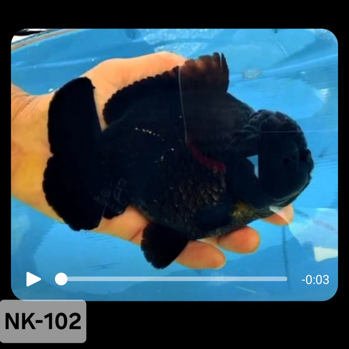 Thai Black Yuanbao Oranda 4.00 inch Body (NK-102)