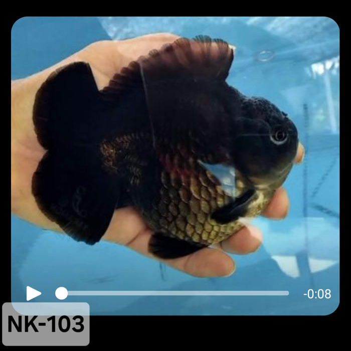 Thai Black Yuanbao Oranda 4.00 inch Body (NK-103)