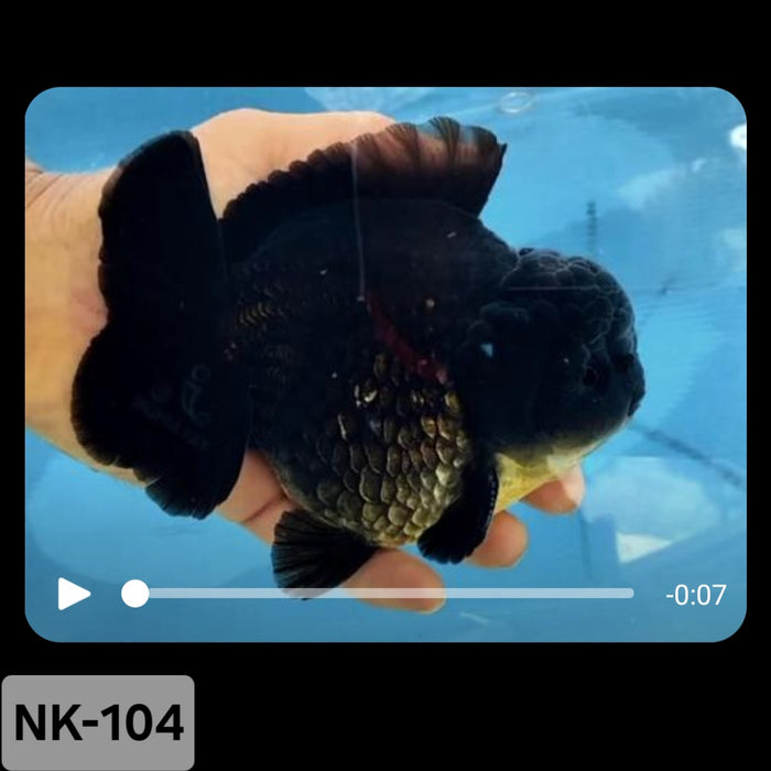 Thai Black Yuanbao Oranda 4.00 inch Body (NK-104)