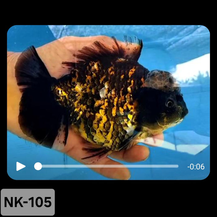 Thai Tiger Calico Yuanbao Oranda 4.00 inch Body(NK-105)