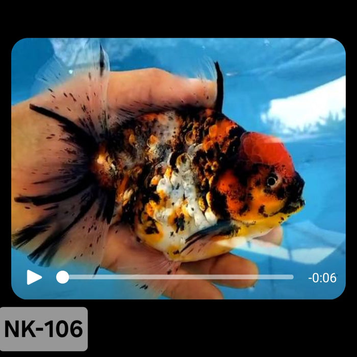 Thai Calico Yuanbao Oranda 4.00 inch Body (NK-106)