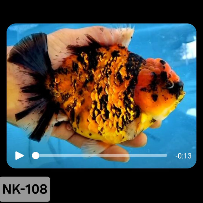 Thai Tiger Calico Yuanbao Oranda 4.00 inch Body(NK-108)