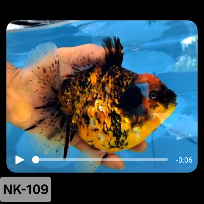 Thai Tiger Calico Yuanbao Oranda 4.00 inch Body (NK-109)