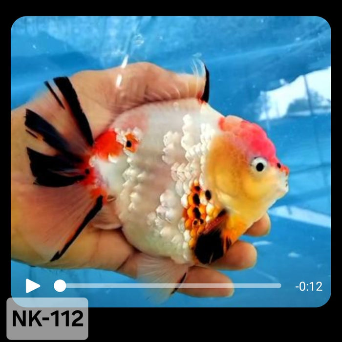 Thai Sakura Calico Yuanbao Oranda 4.00 inch Body (NK-112)