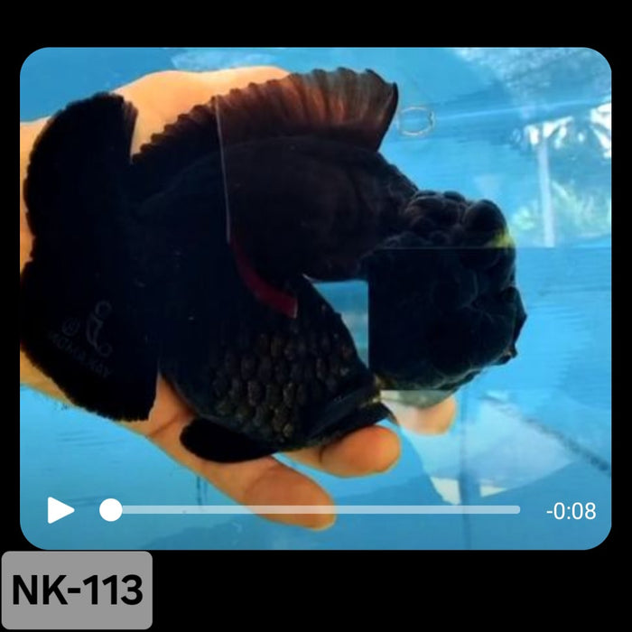 Thai Black Yuanbao Oranda 4.00 inch Body (NK-113)