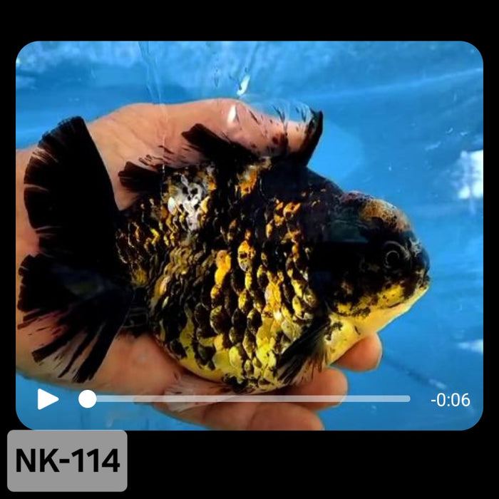 Thai Tiger Calico Yuanbao Oranda 4.00 inch Body (NK-114)