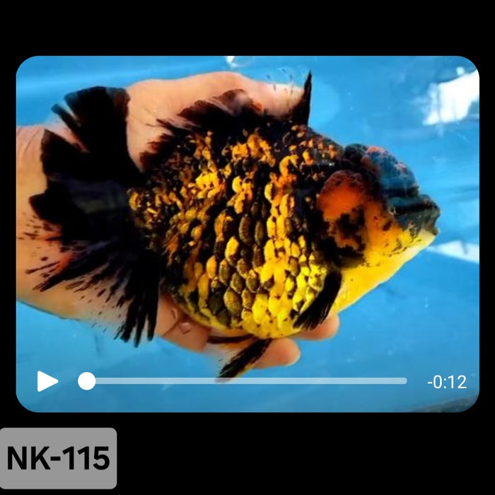 Thai Tiger Calico Yuanbao Oranda 4.00 inch Body (NK-115)