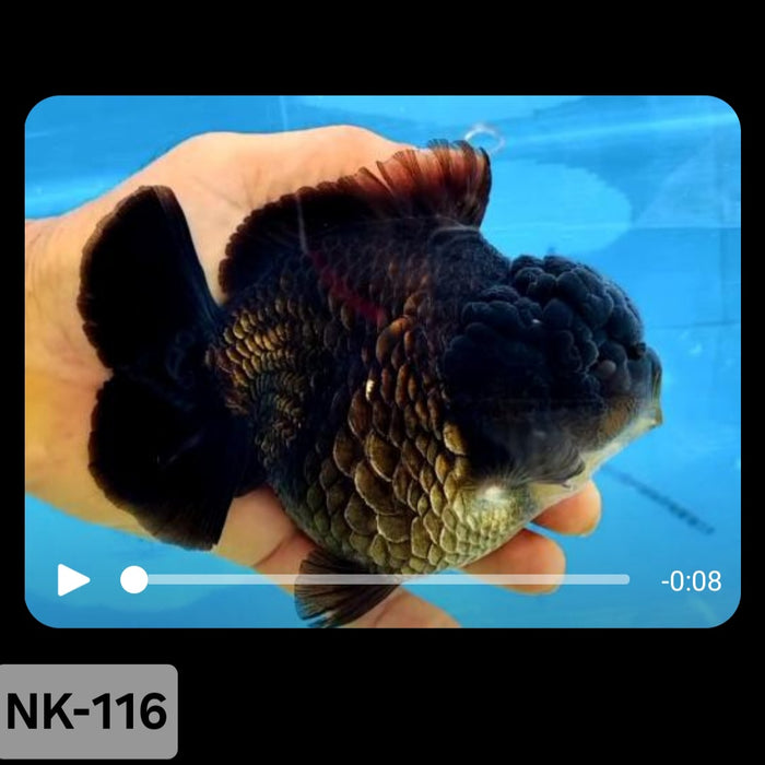 Thai Black Yuanbao Oranda 4.00 inch Body (NK-116)