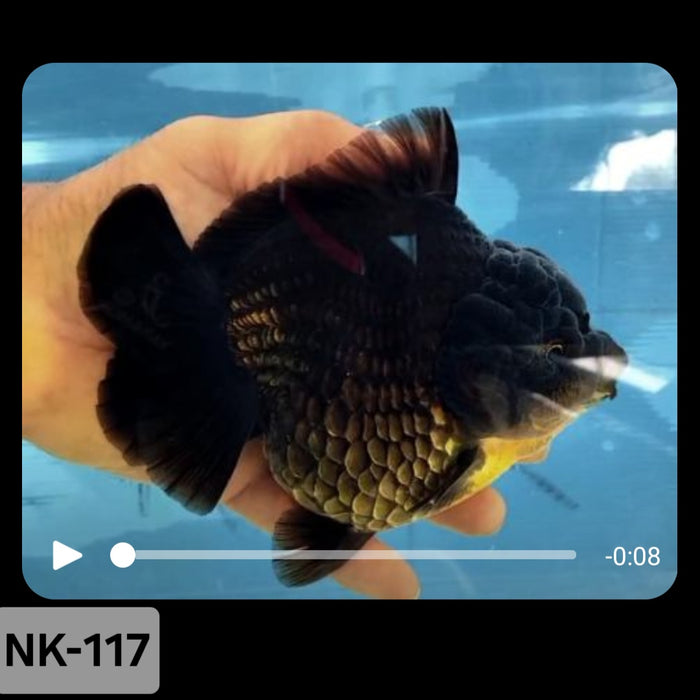 Thai Black Yuanbao Oranda 4.00 inch Body (NK-117)