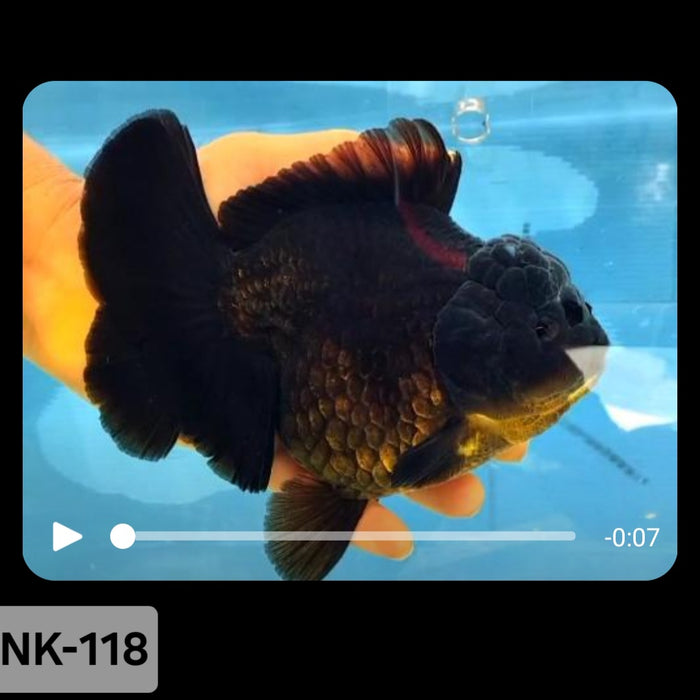 Thai Black Yuanbao Oranda 4.00 inch Body (NK-118)